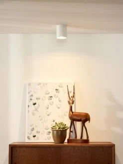 Bodi spotlight