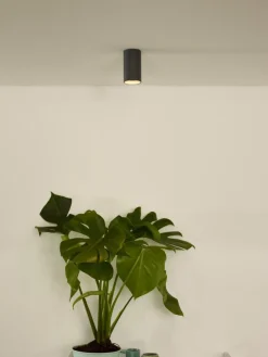Delto spotlight