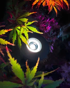 Luminius