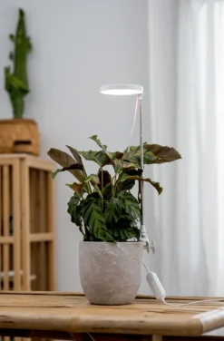 Växtbelysning Rose