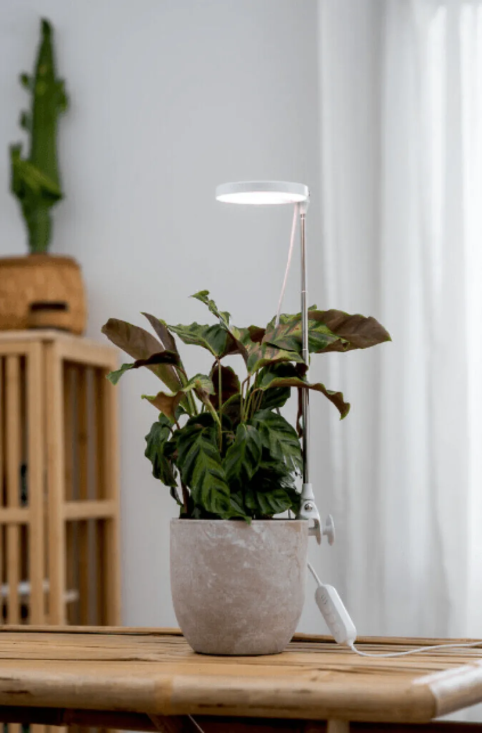 Växtbelysning Rose